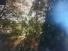 Sprzedam ziemię, działki, warunki zabudowy -2,59 ha z lasem - 4