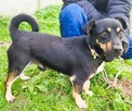 GUCIO - niewielki, kochany psiak szuka domu - 3