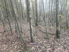Sprzedam ziemię, działki, warunki zabudowy -2,59 ha z lasem - 5
