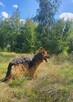 Młody pogodny psiak uwielbiający spacery szuka domu - 6