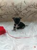 Suczki chihuahua - 12