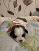 Urocze suczki shih tzu tricolor - 4
