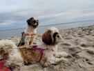 Urocze suczki shih tzu tricolor - 7