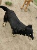 Wandzia proludzka kochana sunieńka poleca się do adopcji - 8