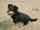 Wandzia proludzka kochana sunieńka poleca się do adopcji