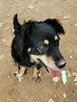 Wandzia proludzka kochana sunieńka poleca się do adopcji - 4