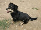 Wandzia proludzka kochana sunieńka poleca się do adopcji - 7