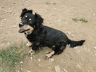 Wandzia proludzka kochana sunieńka poleca się do adopcji - 6