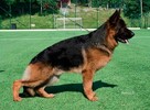 Owczarek niemiecki krótkowłosy szczeniak ZKwP/ FCI - suczka - 7