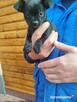 Chichuahua piesek
