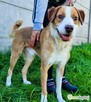 ZEFIR - piękny, niewidomy psiak za kratami, ADOPTUJ