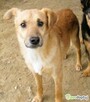 SONIK - niewielki psiak za kratami schroniska, adoptuj!