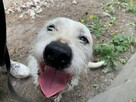 Nero - wyjątkowy pies szuka kochającego domu! - 2
