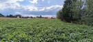Sprzedam działkę rolno-budowlaną 99a - 2