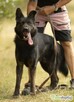 BIES - piękny psiak w typie owczarka do adopcji - 1