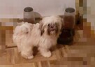 Lhasa apso slodkie maluszki - 3