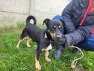 Gucio do adopcji - 8