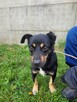 Gucio do adopcji - 5