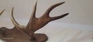Sprzedam poroże łosia parne - 7