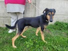 Egon do adopcji - 5