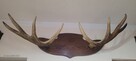 Sprzedam poroże łosia parne - 4