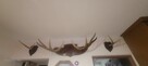 Sprzedam poroże łosia parne - 1