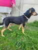 Egon do adopcji - 4