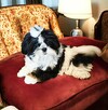 Suczka Shih tzu FCI - 4