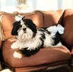 Suczka Shih tzu FCI - 11