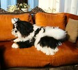 Suczka Shih tzu FCI - 7
