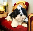 Suczka Shih tzu FCI - 9