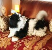 Suczka Shih tzu FCI - 2