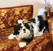 Suczka Shih tzu FCI - 12