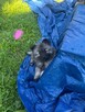 Puszyste niedźwiadki! Szpic Wilczy (Wolfspitz) szczenięta - 2