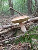 Sprzedam dom letniskowy z działką budowlaną - 7