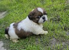 Piesek Shih tzu, tri color, pìękny - 3