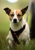 KUNIK - piękny psiak w typie jack russell terrier szuka domu