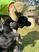 Pilne!!Barnaba duzy piescioch czeka na adopcję Bełchatów - 6