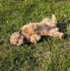 Śliczna pogodna dziewczynka poleca się do adopcji - 9