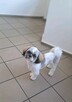️ Kurs online dla właścicieli Shih Tzu – pielęgnacja i st - 2