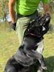 Pilne!!Barnaba duzy piescioch czeka na adopcję Bełchatów - 5