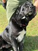 Pilne!!Barnaba duzy piescioch czeka na adopcję Bełchatów - 3