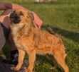 Pola żywe srebro uwielbiające ludzi i zabawę szuka domu - 11