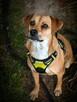 Alarm!!Niunia ok 4 let, sunia blaga o DS lub Tymcz. Fund.Ster