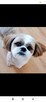 ️ Kurs online dla właścicieli Shih Tzu – pielęgnacja i st - 3