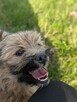 Cudowny pogodny szczeniaczek marzy o wspaniałym domu - 3