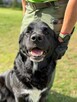 Pilne!!Barnaba duzy piescioch czeka na adopcję Bełchatów - 4