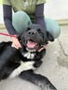 Pilne!!Barnaba duzy piescioch czeka na adopcję Bełchatów - 2