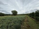 Udział 1/2 w kompleksie działek - 2