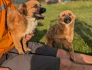 Cudowny wesoły chętny do zabawy aniołek szuka domku - 5